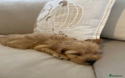 Cockapoo dogs for sale: 11 week old Cockapoo puppy  - Image 4