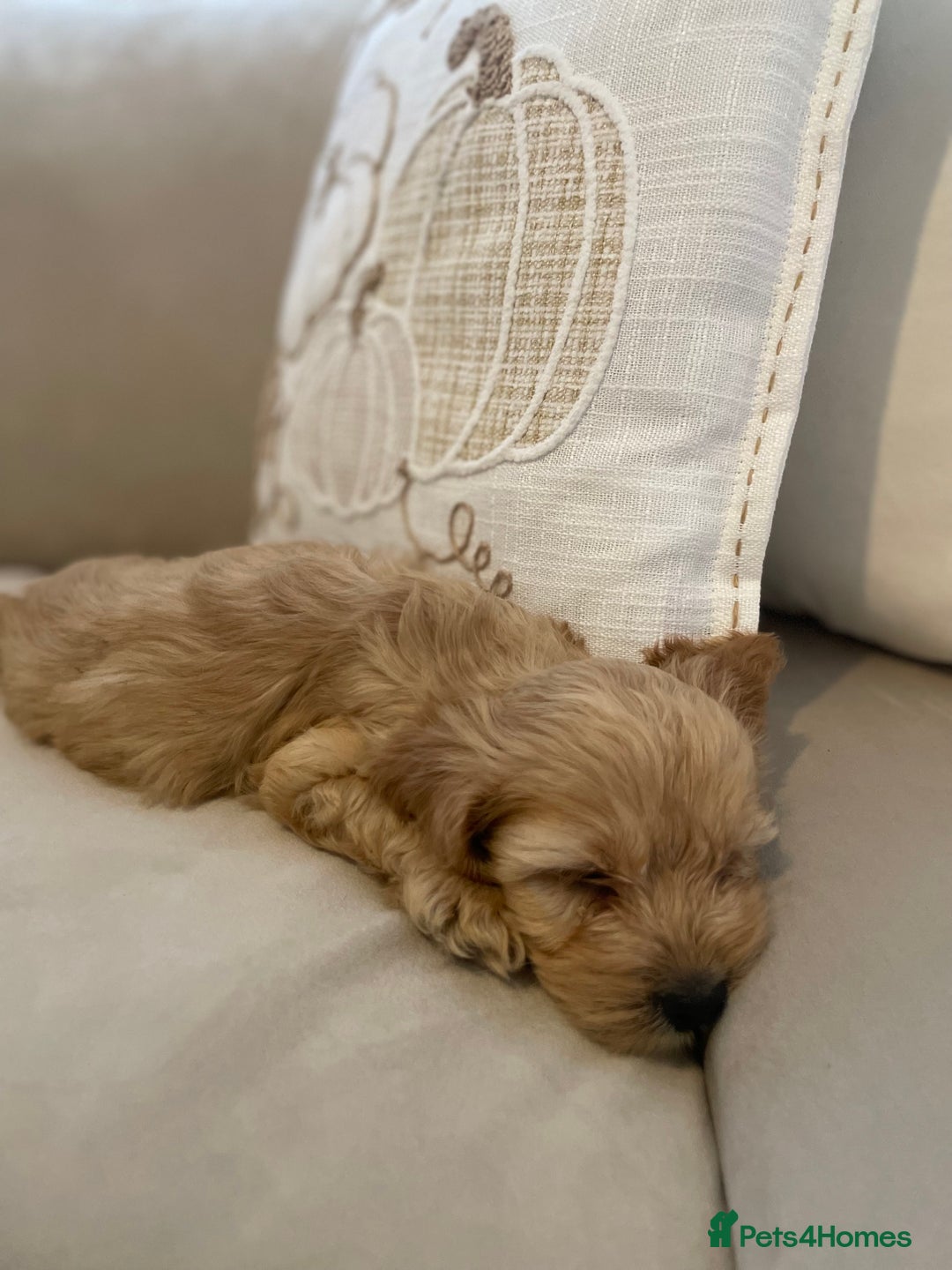Cockapoo dogs for sale: 11 week old Cockapoo puppy  - Image 4