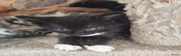 Mixed Breed cats for sale: Kittens, kittens, kittens!!!!!! - Advert 8