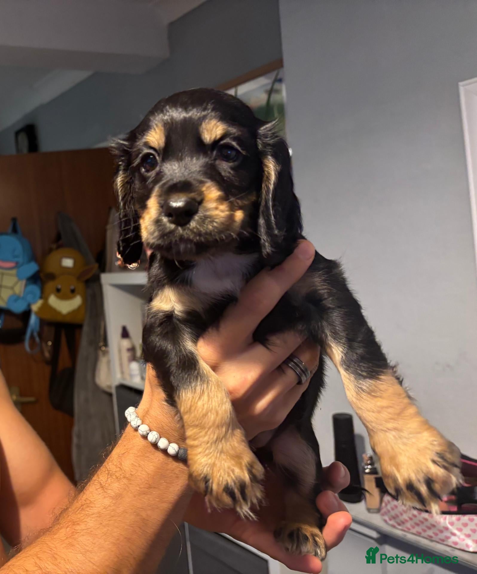 Cocker Spaniel dogs Gorgeous Tri-Colour Cocker Spaniel Puppy - Advert 2