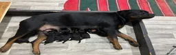 Rottweiler dogs for sale: 💯Oustanding big chunky M/F💯Ready in a few💋💋 in Buxton - Advert 7