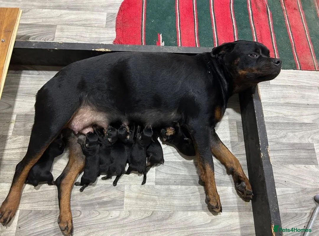 Rottweiler dogs for sale: 💯Oustanding big chunky M/F💯Ready in a few💋💋 in Buxton - Advert 7