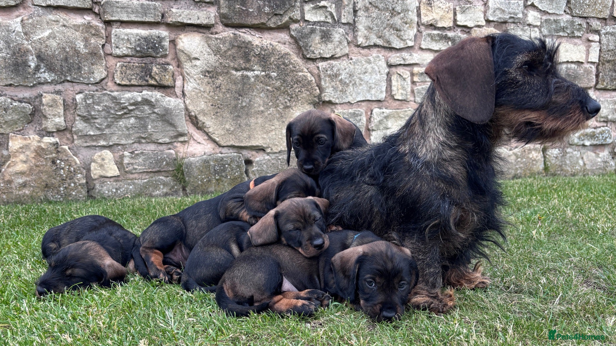 Dachshund dogs Wirehaired Dachshund standard KC registered - Advert 10