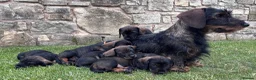 Dachshund dogs for sale: Wirehaired Dachshund standard KC registered £1350 - Advert 1
