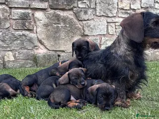 Dachshund dogs Wirehaired Dachshund standard KC registered £1350 - Advert 1