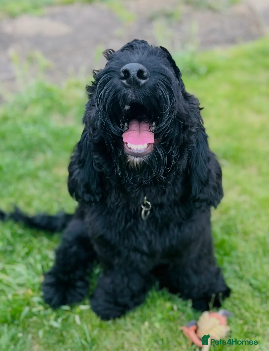 Mixed Breed dogs for sale: Mario, 2 year old Cockerdoodle  - Advert 4