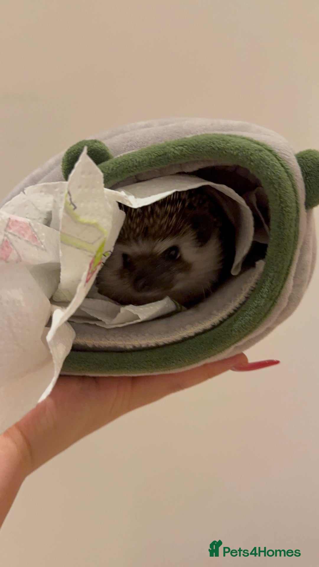 Pygmy Hedgehog rodents for sale: Male Black African Pygmy Hedgehog - Advert 3