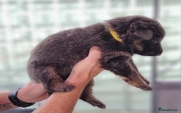 German Shepherd dogs for sale:  kc,health tested straight back german shepherd - Image 21