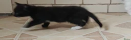 Mixed Breed cats for sale: Kitten for sale boy and girls  - Advert 8
