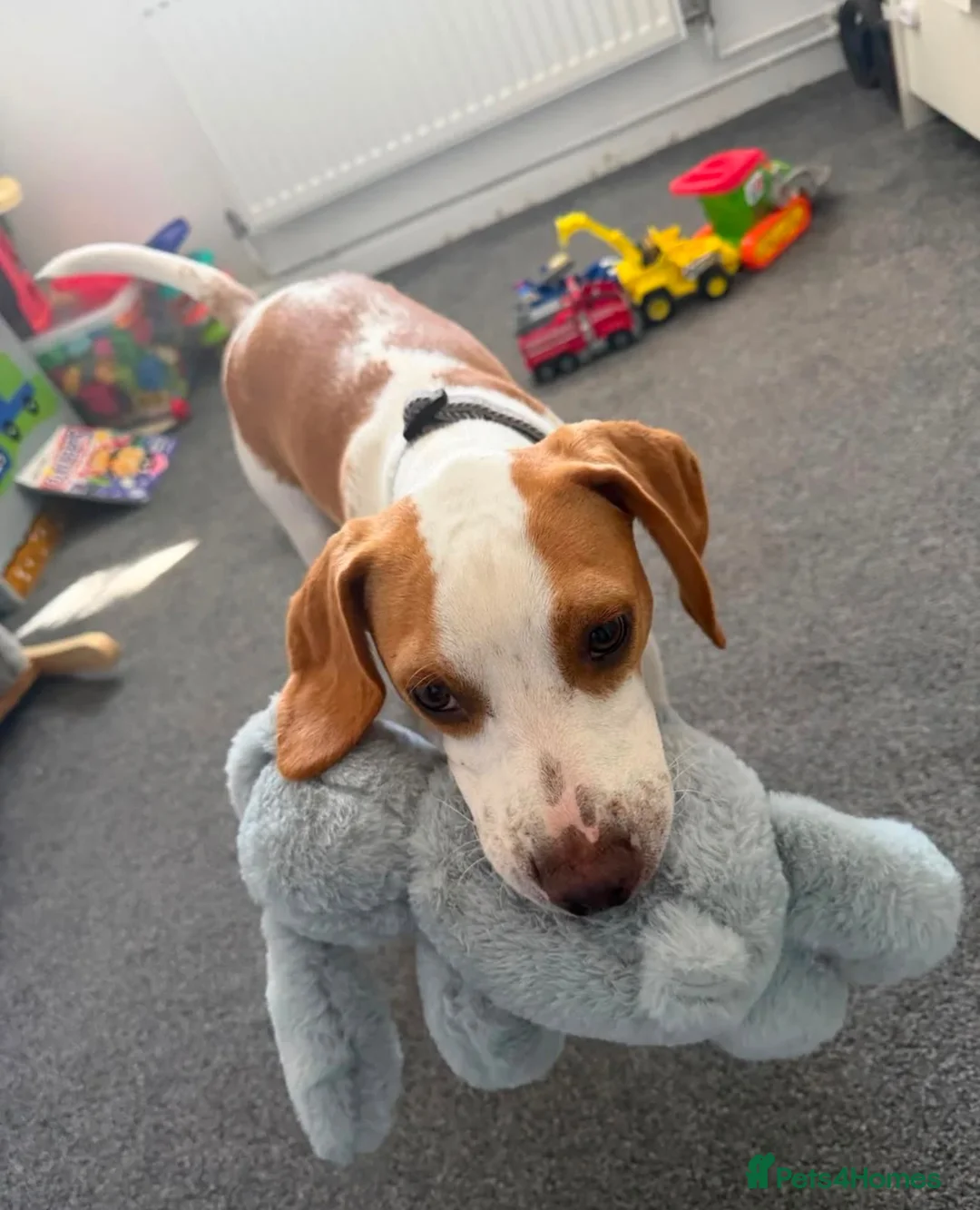 Beagle dogs for sale: Gorgeous boy Teddy 💖 in Bury Saint Edmunds - Advert 2