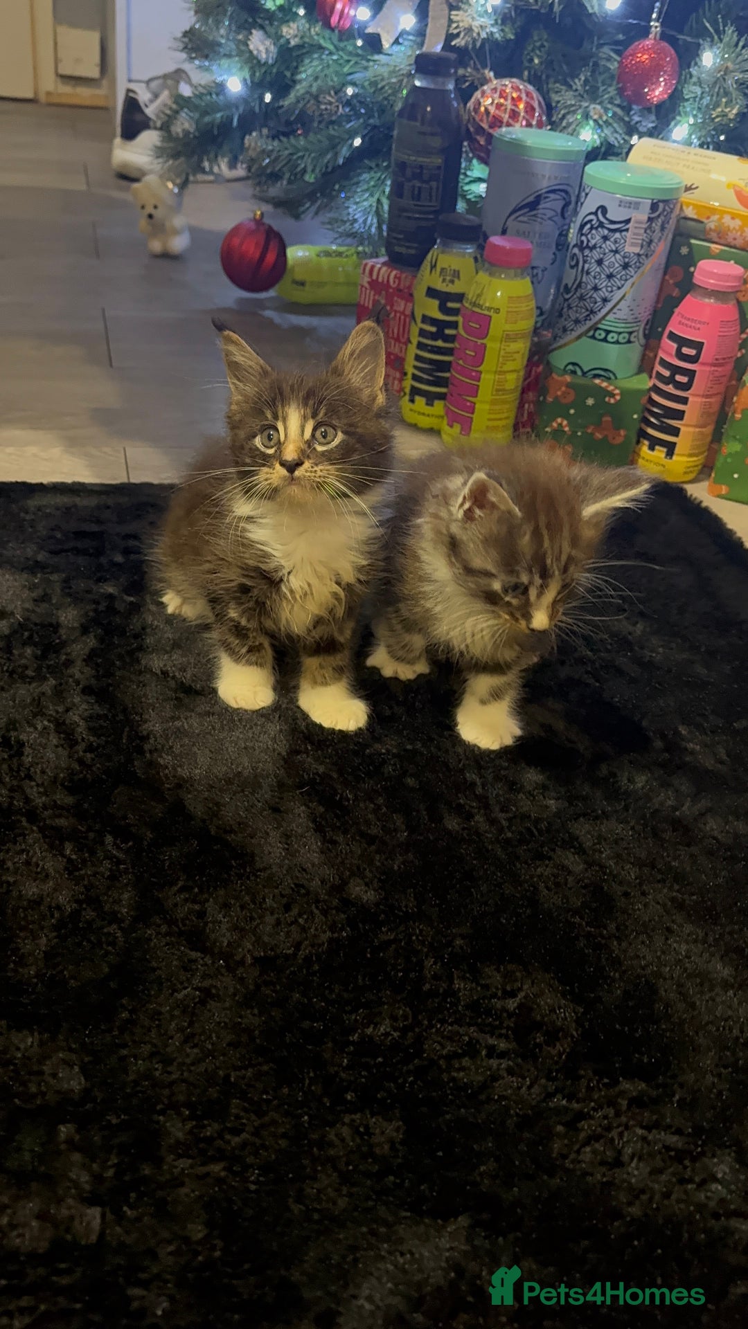 Maine Coon cats for sale: Full Maine Coon for sale - Advert 13