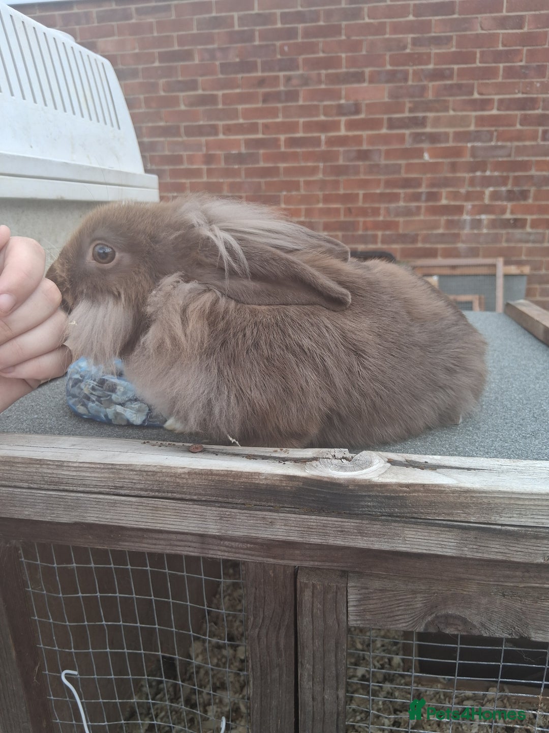 Mixed Breed rabbits for sale: Rabbits, guinea pigs and gerbil  - Image 4