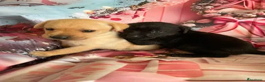 Labrador Retriever 6