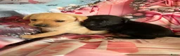 Labrador Retriever dogs for sale: Labrador puppies deposit secures in Castleford - Advert 20