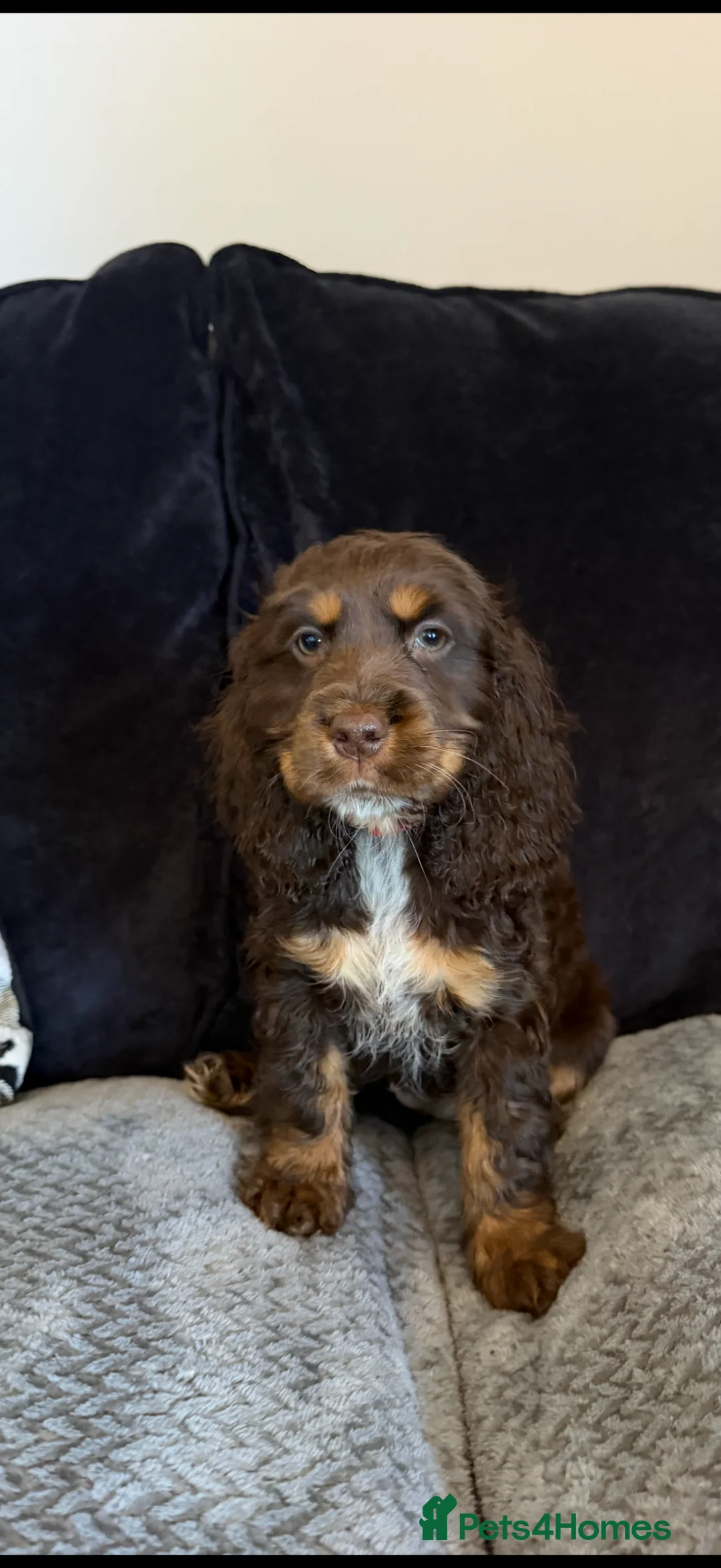 Cocker Spaniel dogs for sale: Chucky KC Cocker Spaniel Pup’s Ready Now - Advert 13