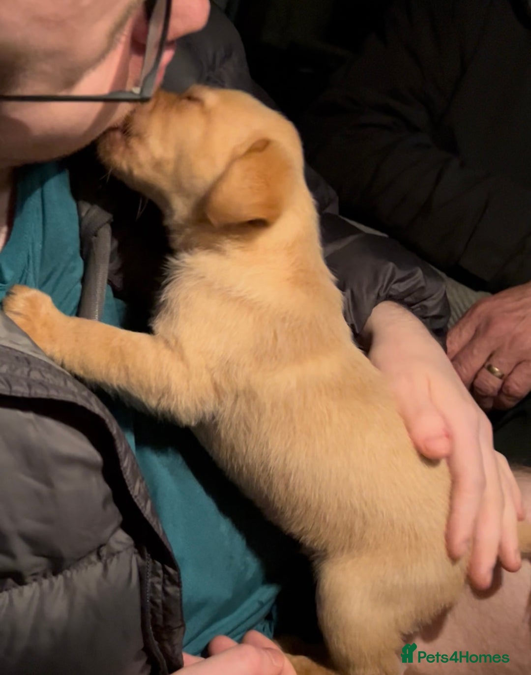 Labrador Retriever dogs for sale: Labrador Puppies - Advert 27