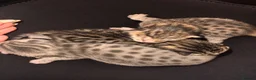 Savannah cats for sale: STUNNING markings beautiful Savannah kittens  - Advert 3
