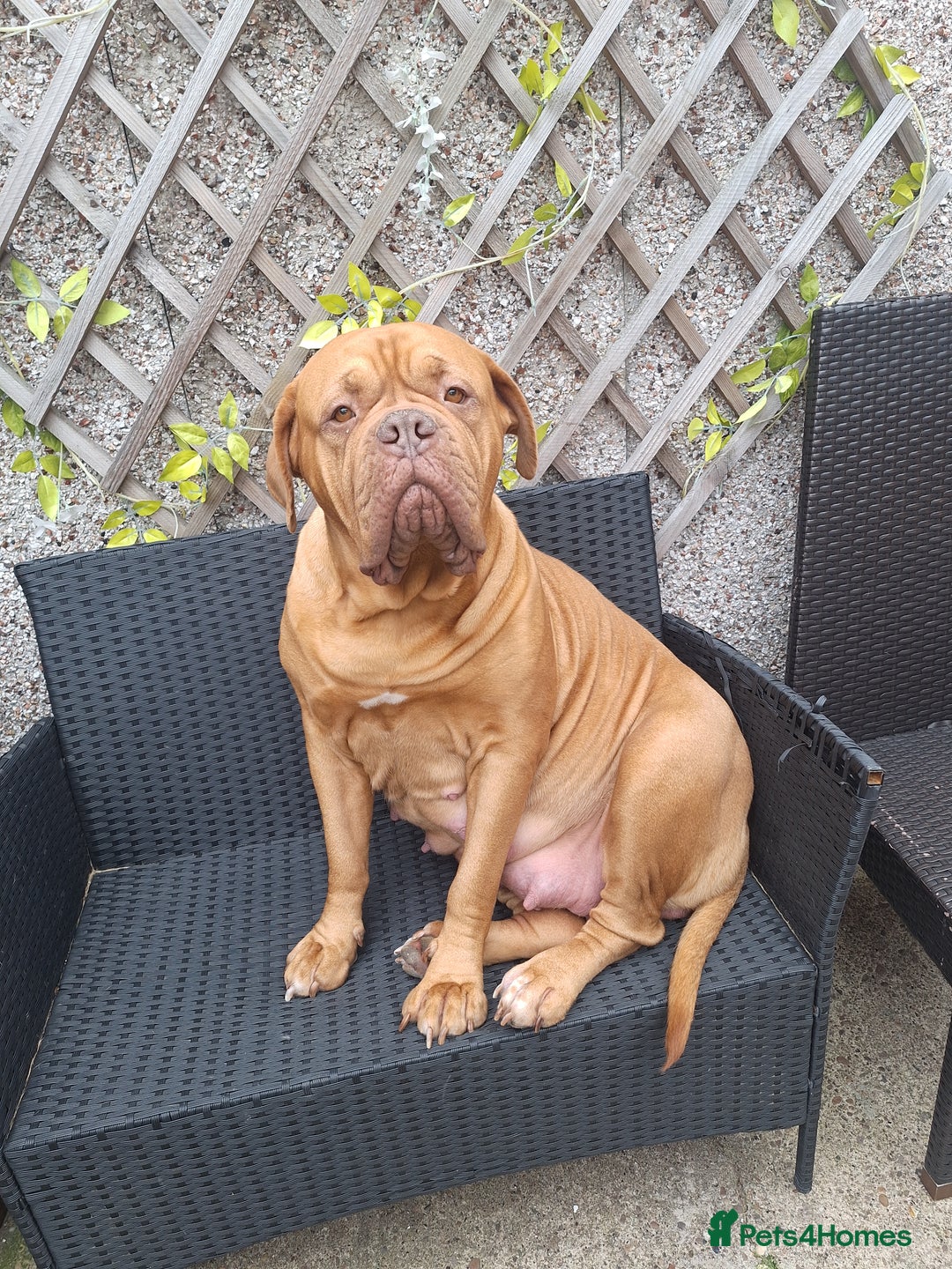 Dogue De Bordeaux dogs for sale: Dogue De Bordeaux Puppies-Champion Bloodlines - Image 11