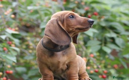 Dachshund dogs for sale: Dachshund Standard Smooth Haired in Boston - Image 5