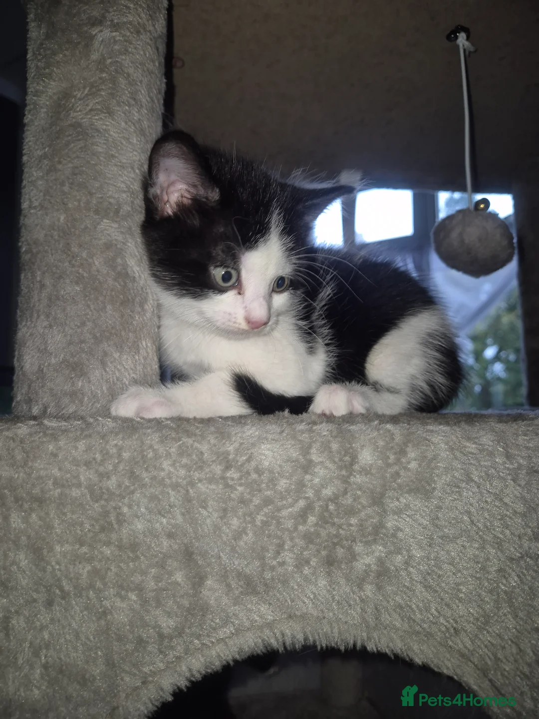 Mixed Breed cats for sale: Gorgeous kittens ready for new homes  - Advert 14