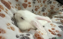 Mini Lop rabbits for sale: 2 male lops ready to go  - Image 7