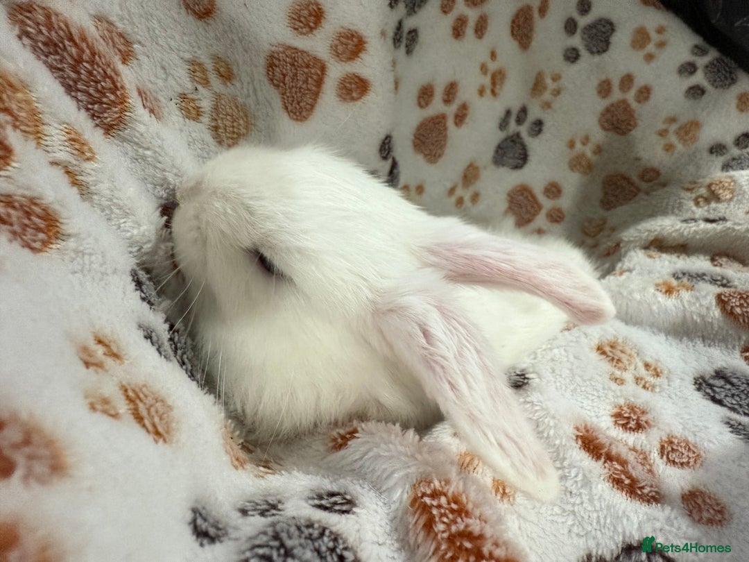 Mini Lop rabbits for sale: 2 male lops ready to go  - Image 7