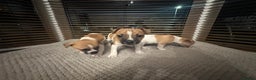 Jack Russell dogs for sale: Jack Russell puppies for sale - Advert 8