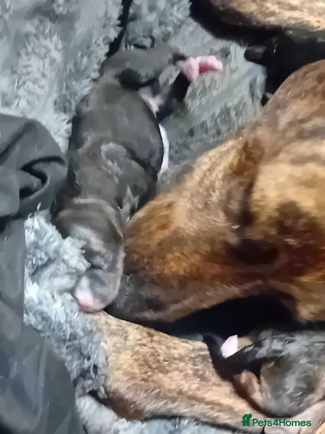 Mixed Breed dogs for sale: Puppies in South Shields - Advert 2