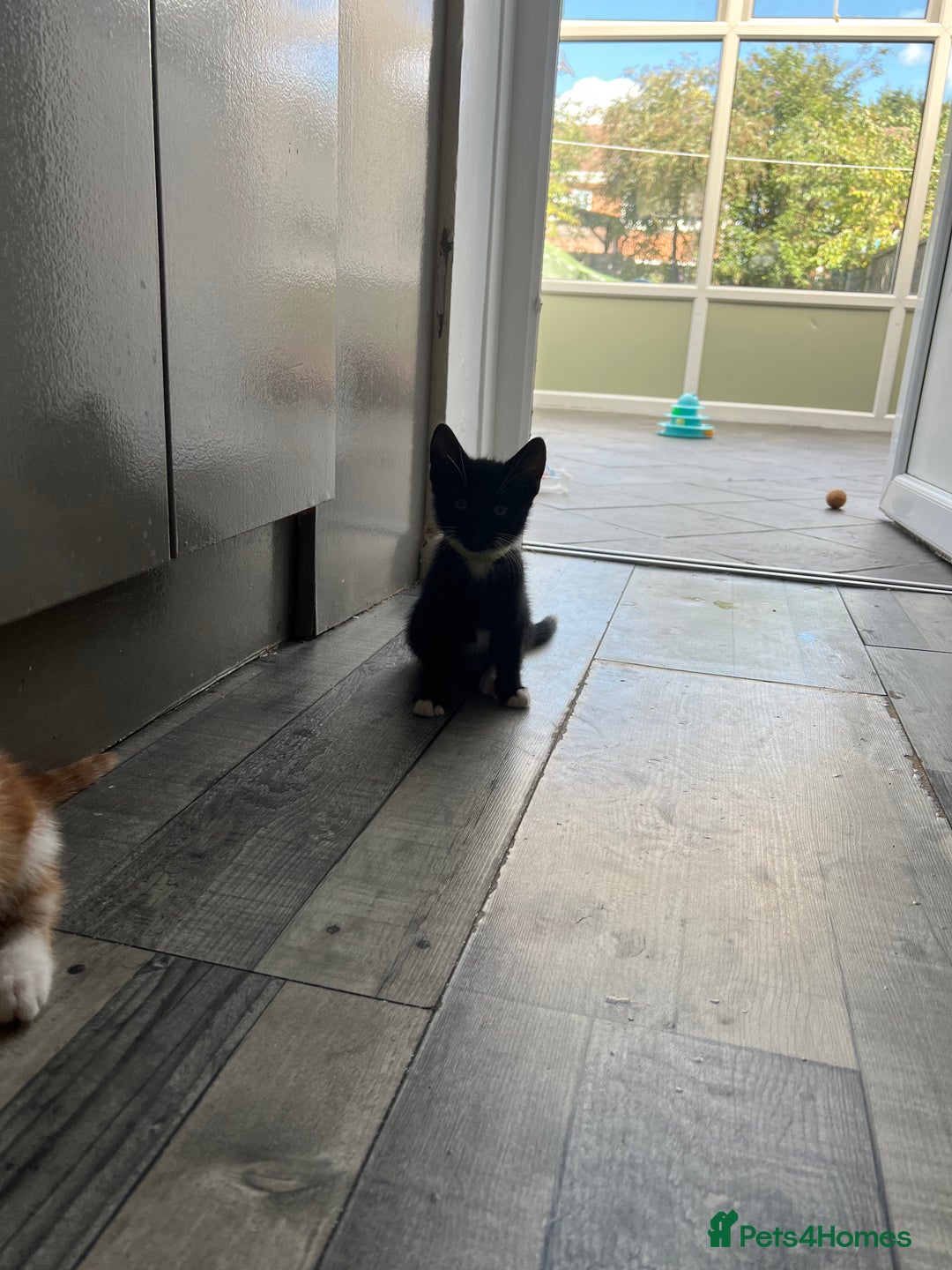 British Shorthair cats for sale: Bundle of joy  - Image 7