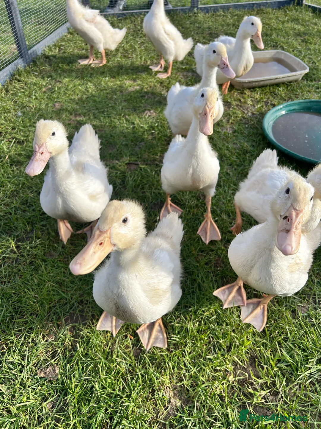 Ducks poultry for sale: Female Cherry Valley Ducks - Advert 2