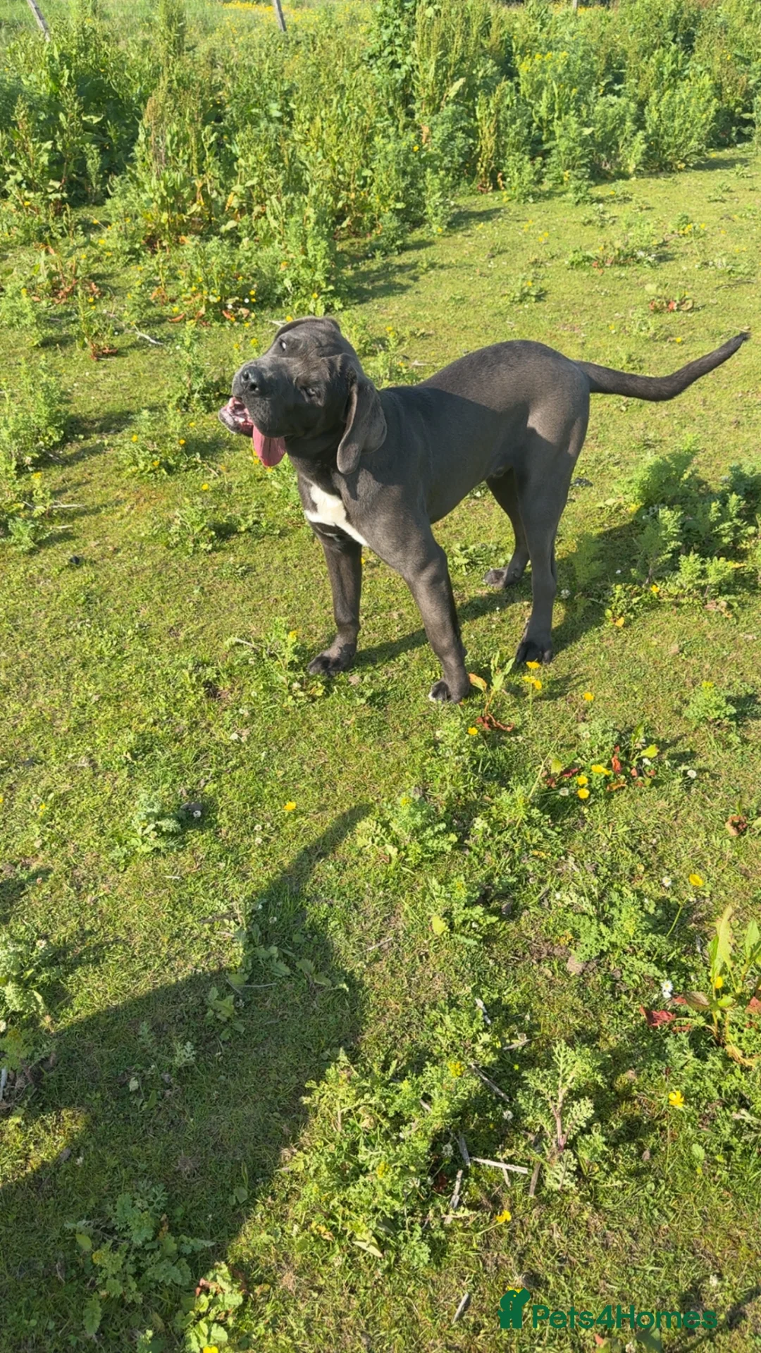 Cane Corso dogs for sale: Cane corso pups - Advert 7