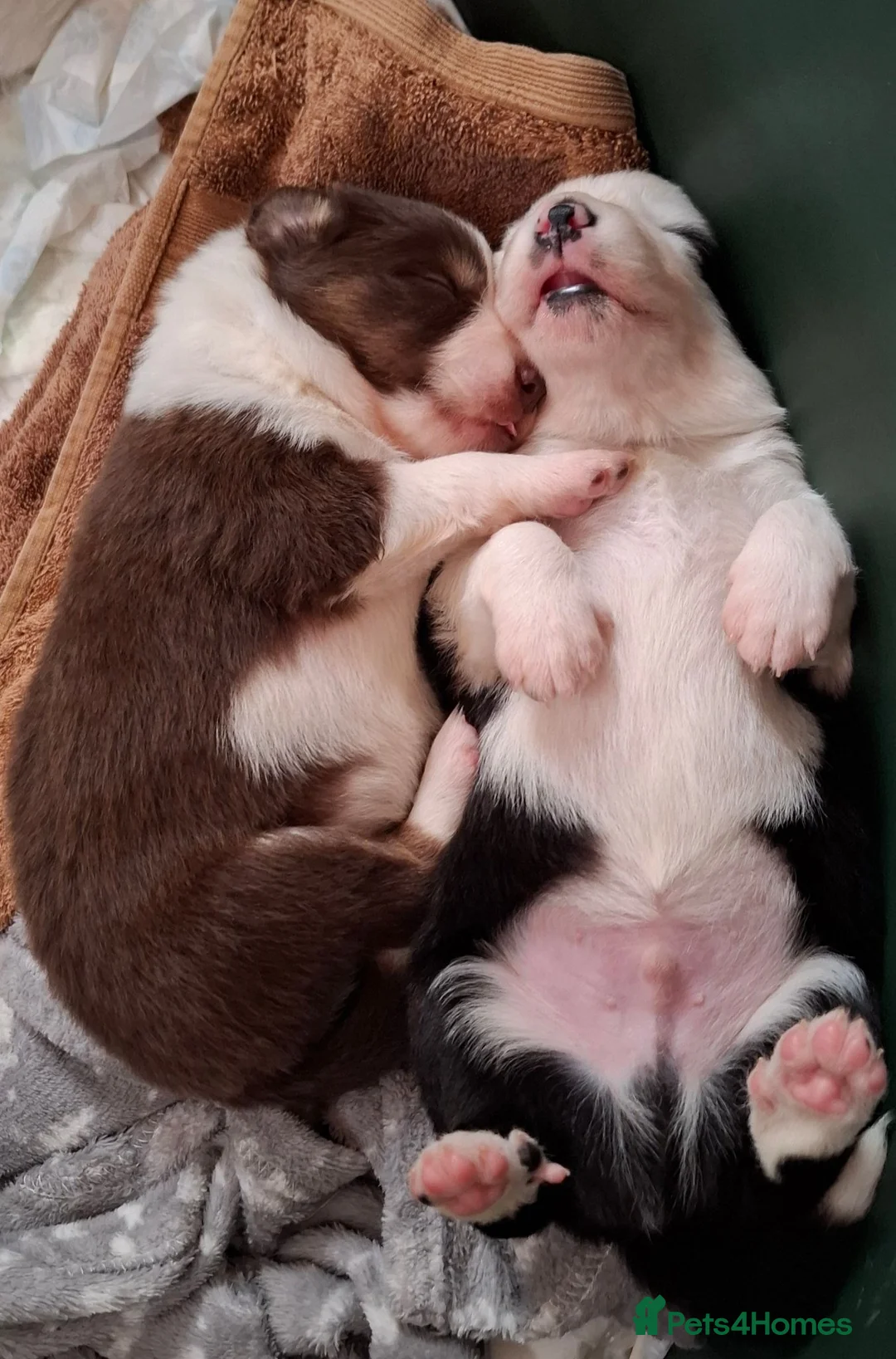 Border Collie dogs for sale: Border Collie Puppies blue eyes Tri Colour merle - Advert 40