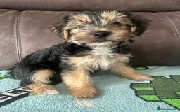 Morkie dogs for sale: Morkie Pups - Image 12
