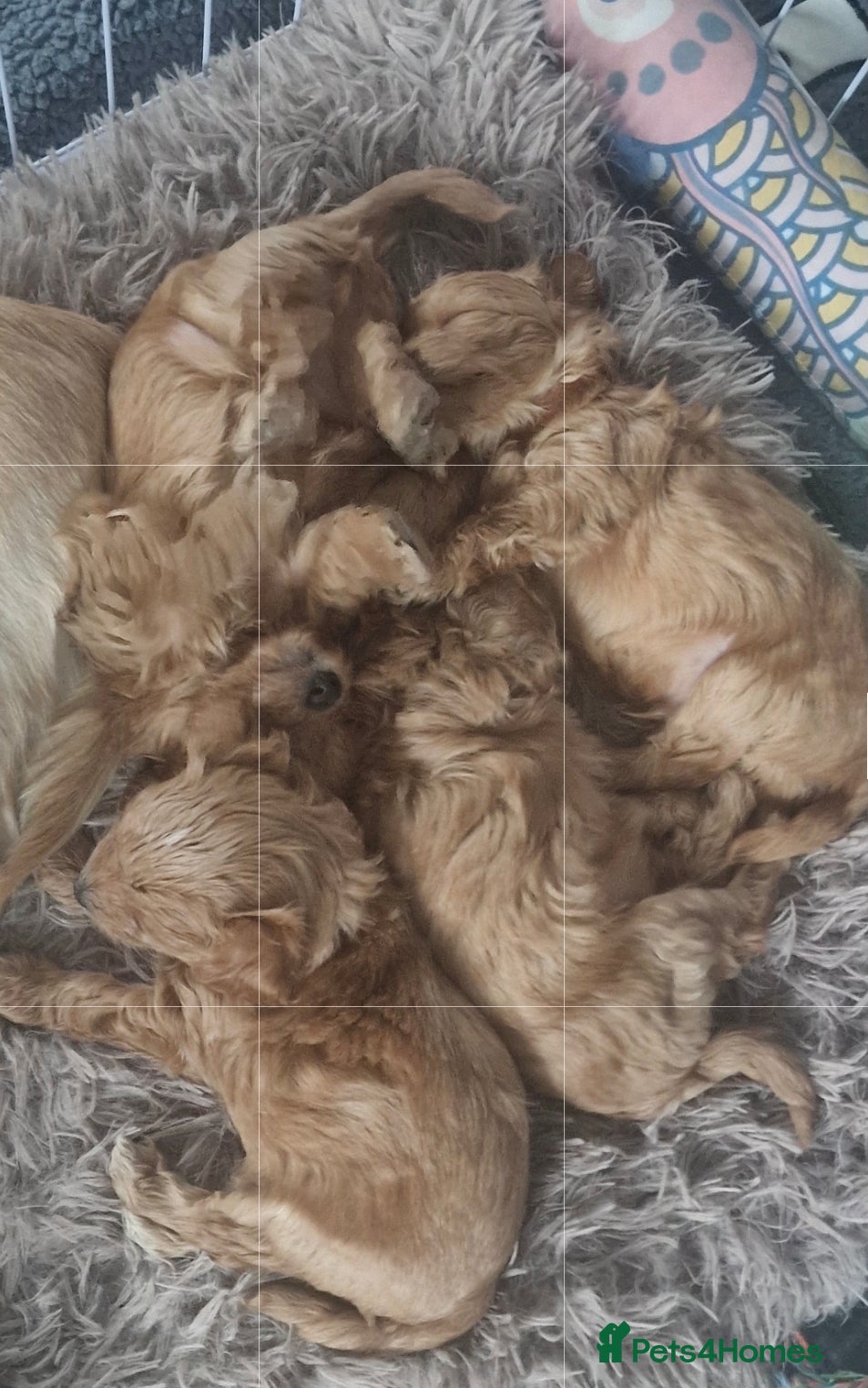 Chipoo dogs Asian chipoo  - Advert 1