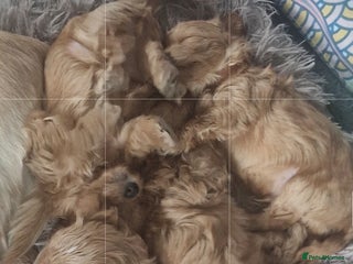 Chipoo dogs Asian chipoo - Advert 1