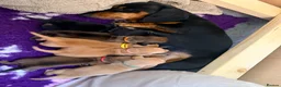 Miniature Dachshund dogs for sale: Miniature Daschund Puppies in Carlisle - Advert 8