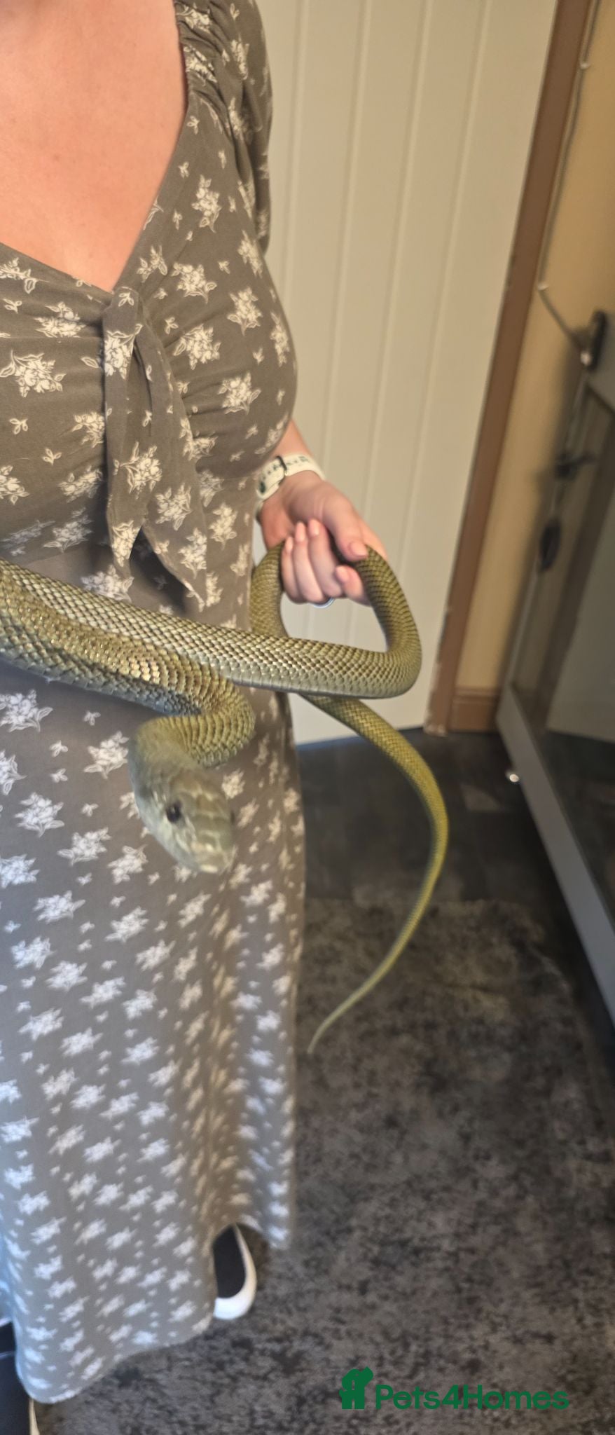 Rat Snake reptiles Beautiful male Japanese rat snake for sale - Advert 1