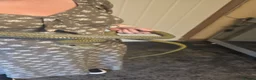 Rat Snake reptiles for sale: Beautiful male Japanese rat snake for sale - Advert 1