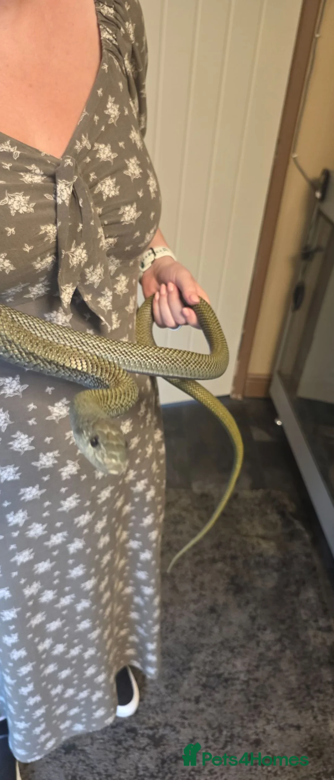 Rat Snake reptiles for sale: Beautiful male Japanese rat snake for sale - Advert 1