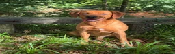 Labrador Retriever dogs for stud: Proven KC Fully Health Tested Fox Red Labrador in Carlisle - Advert 2