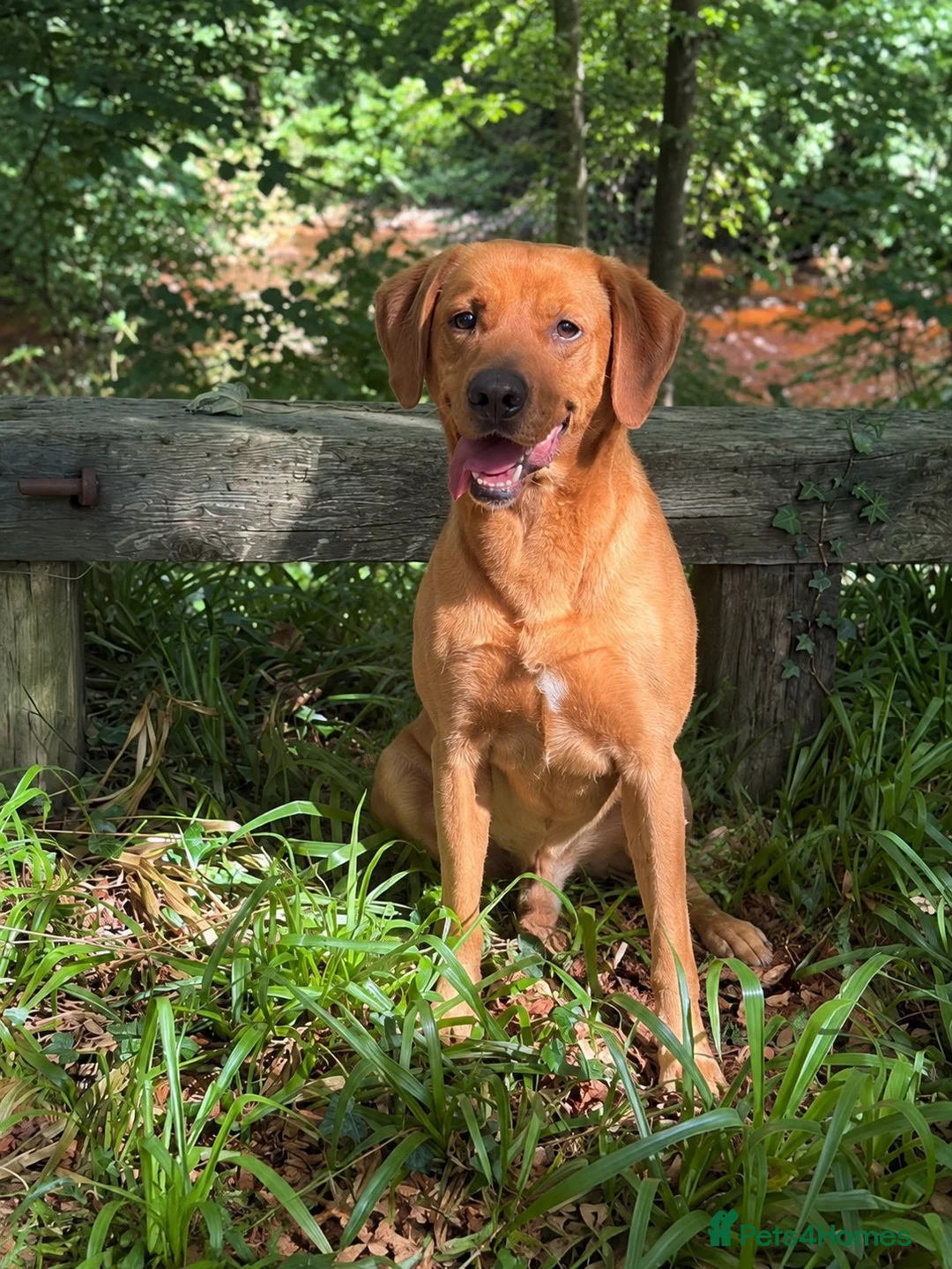 Labrador Retriever dogs for stud: Proven KC Fully Health Tested Fox Red Labrador in Carlisle - Advert 2