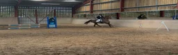 Irish Sports horses for sale: Super 15.2 allrounder  - Advert 11