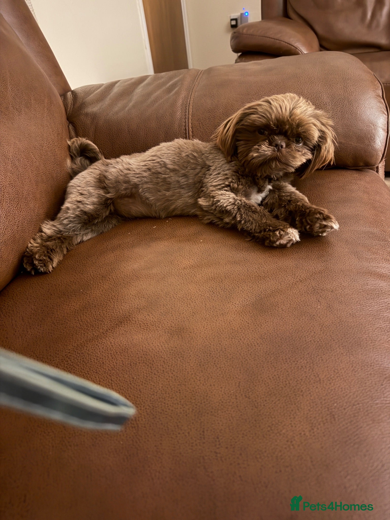 Shih Tzu dogs Imperial shihtzu 8 months old - Advert 1