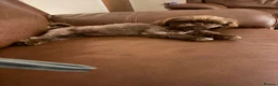 Shih Tzu dogs for sale: Imperial shihtzu 8 months old - Advert 1