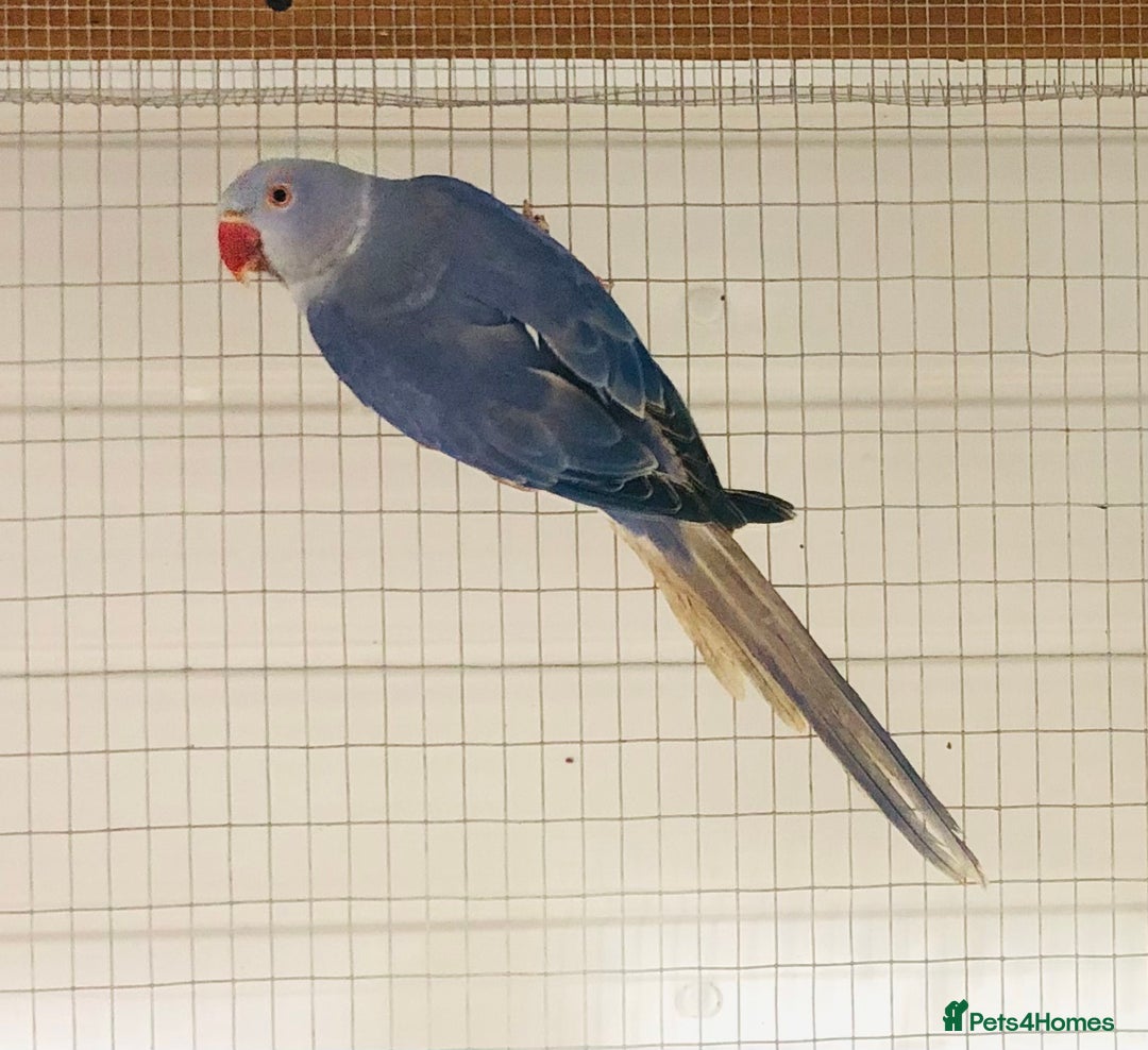 Ringnecks birds for sale: Beautiful coloured ringneck parrots for sale. - Advert 5
