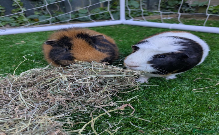 Guinea Pig rodents - Advert 1