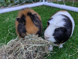 Guinea Pig rodents - Advert 1