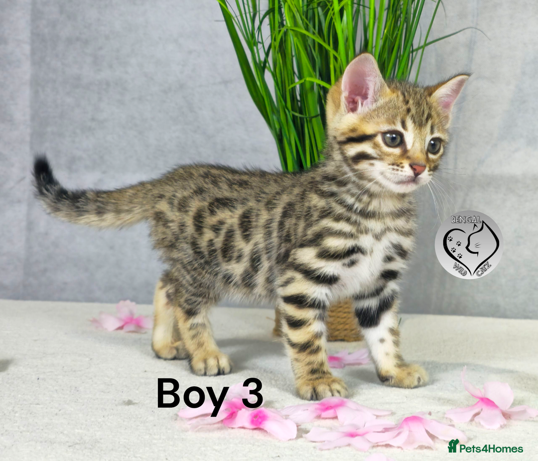 Bengal cats for sale: 3 brown bengal boys - Image 14