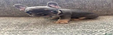 French Bulldog Puppy 3