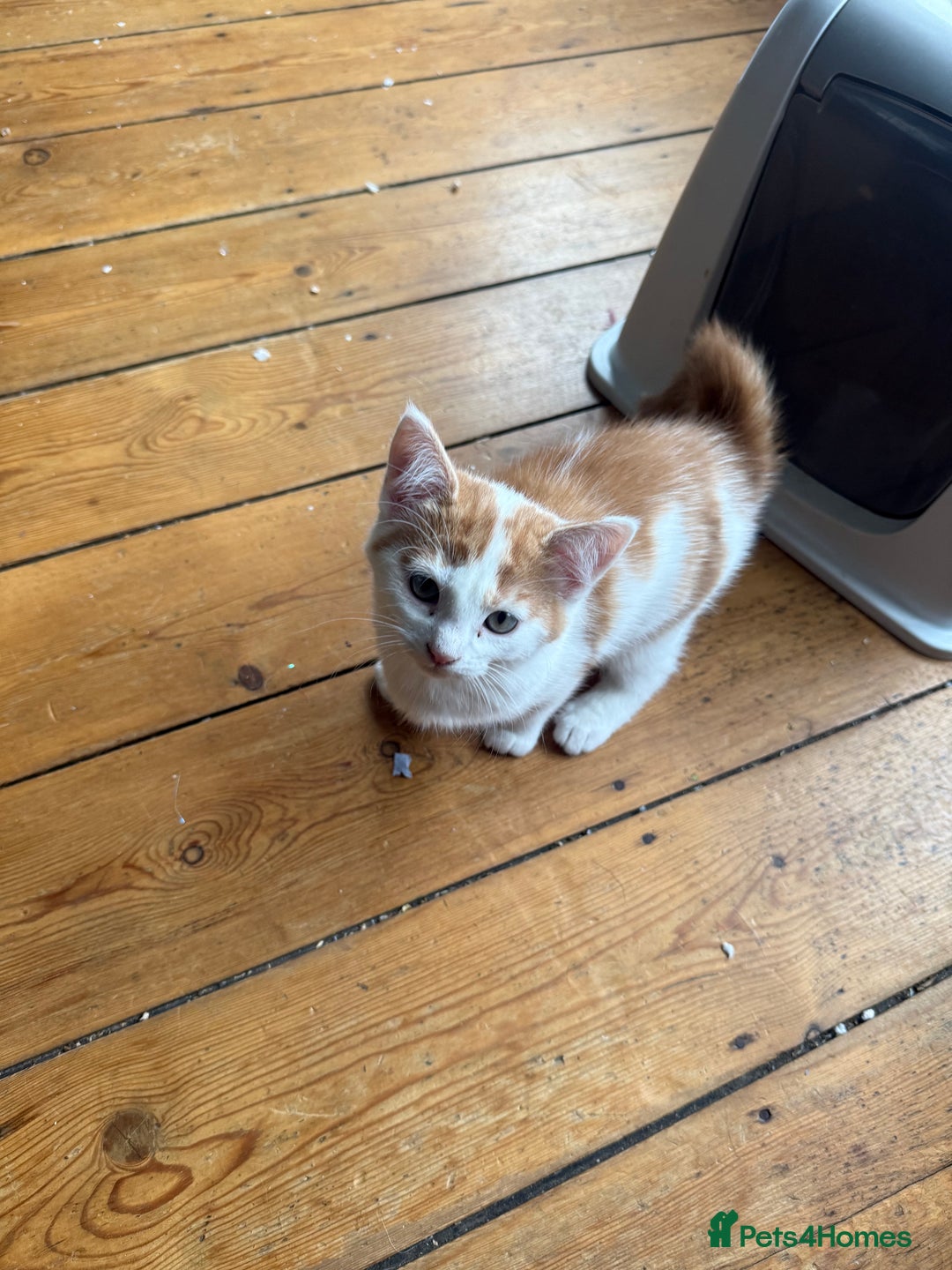 Domestic Shorthair cats for sale: 3 Adorable Ginger and White Kittens - Advert 13